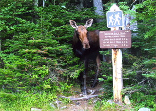 Moose on Side of Mt. Washington Auto Road